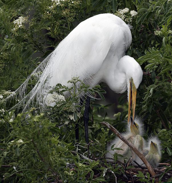 Realistic 1st Place White Egret feeding the Chicks by Della O Malley