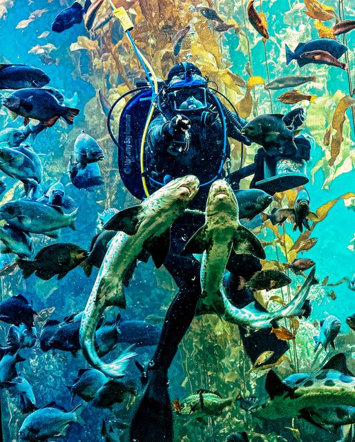 Realistic 3rd Place Diver and sharks at the Aquarium by Robin Stern